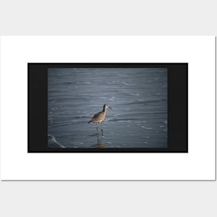 Sea bird in beach Posters and Art